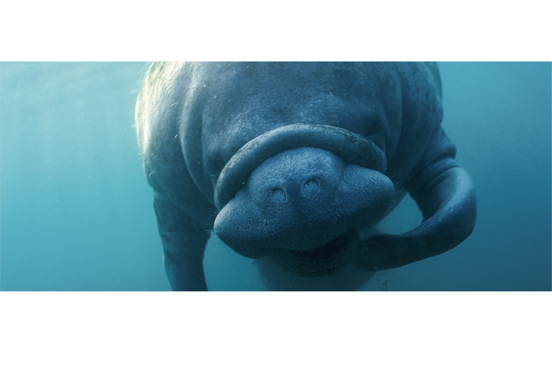 馬場裕 写真展 ｢こんにちは マナティ 〜やさしき海獣〜｣ ｜ 社会医療 